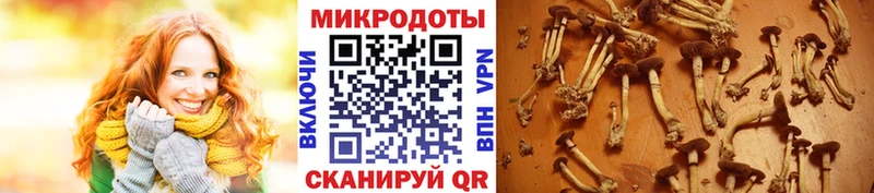 Псилоцибиновые грибы GOLDEN TEACHER  OMG как зайти  Михайлов  купить наркотики цена 